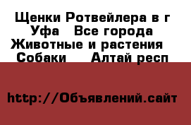 Щенки Ротвейлера в г.Уфа - Все города Животные и растения » Собаки   . Алтай респ.